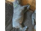 Cane Corso Puppy for sale in Clinton, MO, USA