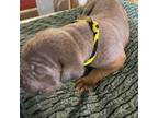 Cane Corso Puppy for sale in Clinton, MO, USA