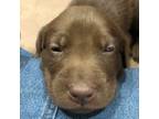 Labrador Retriever Puppy for sale in Heber, AZ, USA