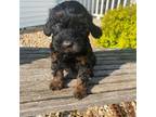 Mutt Puppy for sale in Athens, WI, USA
