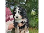 Mutt Puppy for sale in Colby, WI, USA