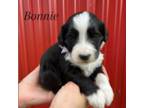 Mutt Puppy for sale in Colby, WI, USA
