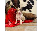 Australian Shepherd Puppy for sale in Durand, WI, USA