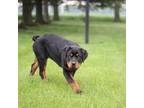 Rottweiler Puppy for sale in Nappanee, IN, USA