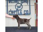 German Shorthaired Pointer Puppy for sale in Sulphur Rock, AR, USA