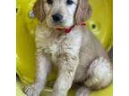 Golden Retriever Puppy for sale in Lubbock, TX, USA