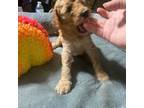 Goldendoodle Puppy for sale in Livingston, TX, USA
