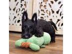Scottish Terrier Puppy for sale in Powhatan, VA, USA