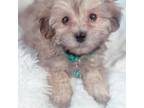 Maltipoo Puppy for sale in Valencia, CA, USA