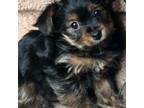 Yorkshire Terrier Puppy for sale in Rialto, CA, USA