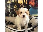 Maltipoo Puppy for sale in Riverside, CA, USA