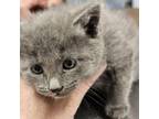 Adopt Purrito a Domestic Medium Hair