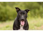 Adopt Meredith a Pit Bull Terrier