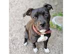 Adopt Fergie a Pit Bull Terrier