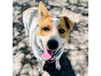 Adopt Paisley a Australian Cattle Dog / Blue Heeler