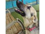 Adopt Leena a German Shepherd Dog, Mixed Breed