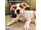 Adopt Luna a Corgi, Mixed Breed