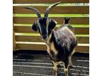 Adopt Clover a Goat