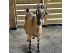 Adopt Phronsie a Goat