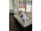 Adopt Ariel a Bichon Frise, Shih Tzu