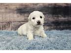 Bichon Frise Puppy for sale in Kansas City, MO, USA