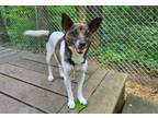 Adopt Pippa a Jack Russell Terrier, Terrier