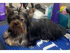 Yorkshire Terrier Puppy for sale in Houston, TX, USA