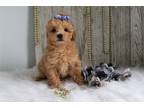 Maltipoo Puppy for sale in Kirksville, MO, USA