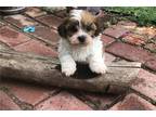 Zuchon Puppy for sale in Salina, KS, USA