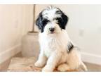 Mutt Puppy for sale in Springfield, MO, USA