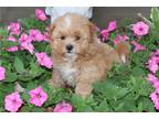 Shih-Poo Puppy for sale in Fort Worth, TX, USA