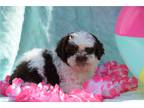 Shih-Poo Puppy for sale in Oklahoma City, OK, USA