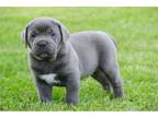 Cane Corso Puppy for sale in South Bend, IN, USA