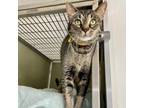 Adopt Mina a Domestic Short Hair