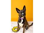 Adopt Kimchi a Basenji, Australian Kelpie