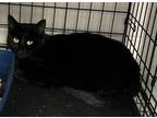 Adopt Sprite a Domestic Short Hair