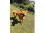 Adopt Chowder a Chow Chow, Pit Bull Terrier