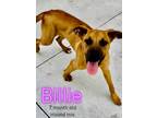 Adopt Billie a Hound