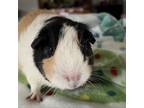 Adopt Phoebe a Guinea Pig