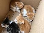 Orange Striped Kittens