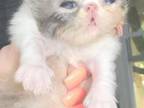 CFA Blue Patched Tabby And White