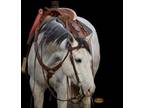 DOMS CHUBBY OLE â 2016 AQHA Gray Gelding x Roan Bar Chubby x Roan Jack Bar