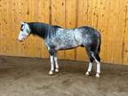 DUDLEY DO RIGHT â 2020 GRADE Quarter Horse Gray Splash Gelding!
