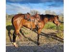 HANK- 2019 GRADE Quarter Horse Bay Gelding! Go to [url removed] to