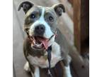 Adopt Sophia a Pit Bull Terrier, American Staffordshire Terrier
