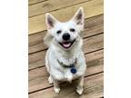 Adopt Majel a American Eskimo Dog, Mixed Breed