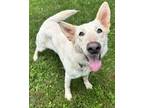 Adopt Daisy a German Shepherd Dog, Mixed Breed