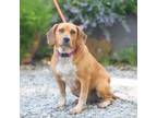 Adopt Daisy H a Beagle