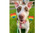 Adopt Emilia a Pit Bull Terrier, Mixed Breed