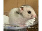 Adopt Pebble a Hamster
